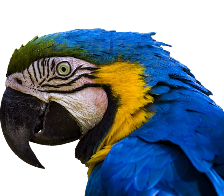 تصویر نیم رخ یک طوطی