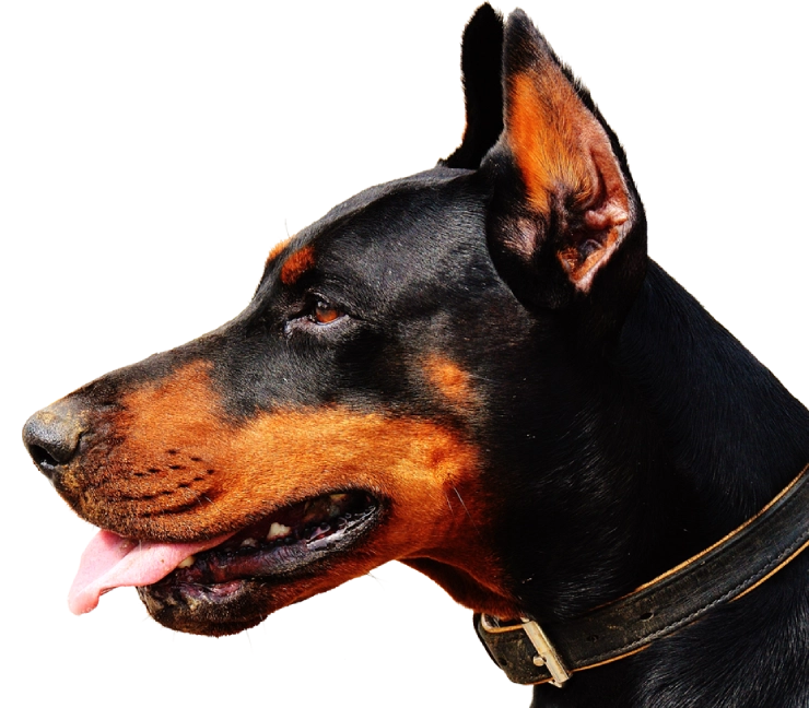 تصویر نیم رخ یک سگ