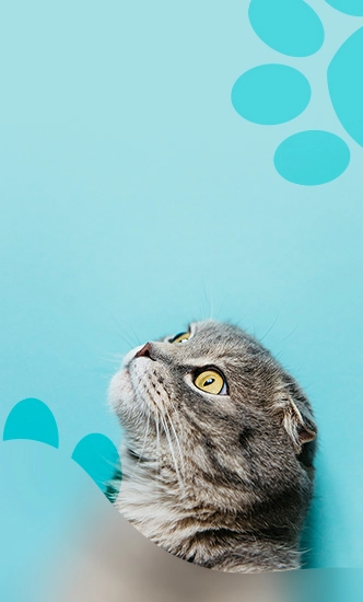 غذای خشک سگ و گربه ایرانی