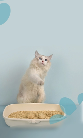 خاک گربه و ملزومات